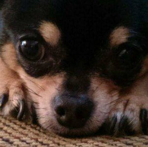 Meet your Posher, Rachael